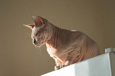 Sphynx cat sitting on fridge in sunlight