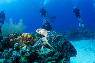 School of fish swimming in sea