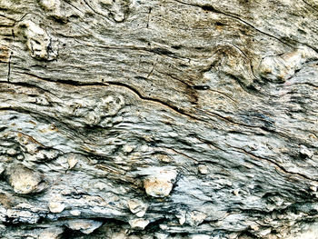 Full frame shot of tree trunk