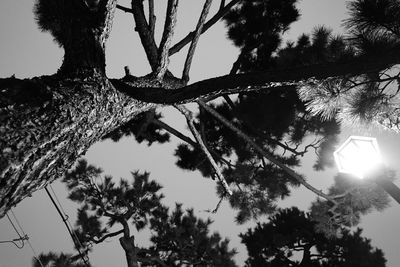 Low angle view of palm tree against sky