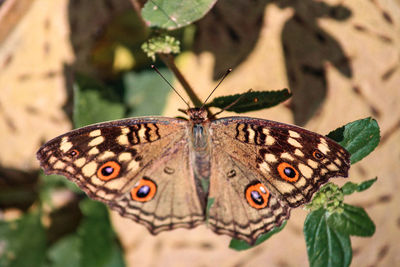 Butterfly on leaf