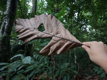 Cropped image of person holding bird in forest