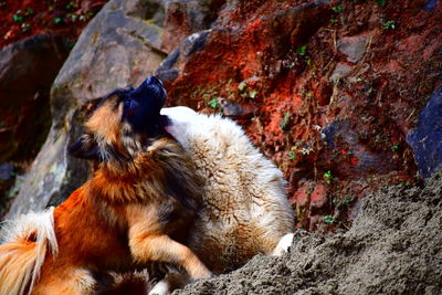 Monkey sitting on rock