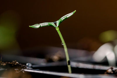 Close-up of green plant