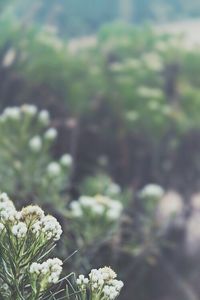 Close-up of white flowers