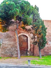 Trees and plants against building wall