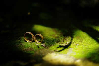 Close-up of wedding rings on leaf