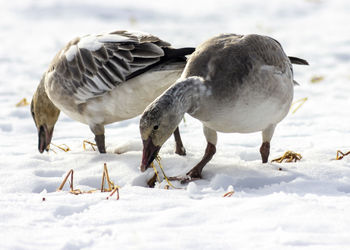 Flock of birds on snow covered land