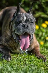 Close-up of dog on field