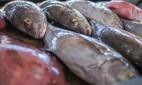 Close-up of fish for sale in market