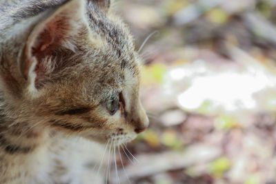 Close-up of a cat looking away