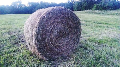 Hay bales on field