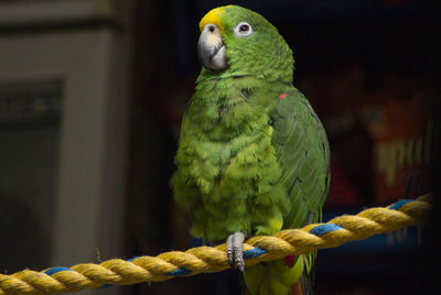 Close-up of parrot perching on rope