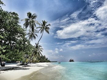 Palm trees on beach against cloudy sky