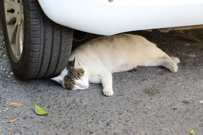 Cat lying down on street
