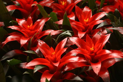 Close-up of red flowering plants