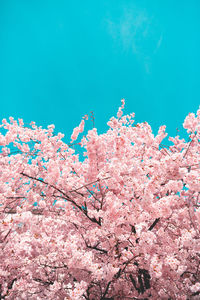 Low angle view of pink flowering plant against blue sky