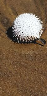 High angle view of crab on sand