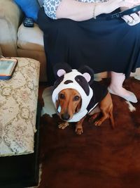 High angle view of dog sitting on sofa at home