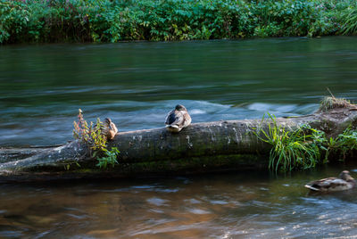 Ducks swimming in lake