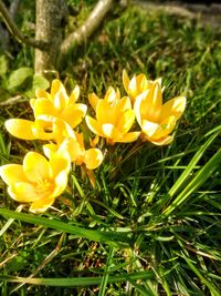 Close-up of yellow flowers blooming outdoors