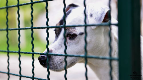 Close-up of chainlink fence