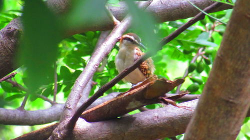 Close-up of bird perching on branch