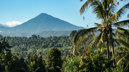 Scenic view of palm trees on mountain against sky