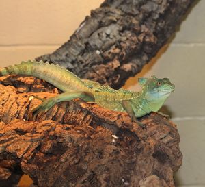 Close-up of lizard