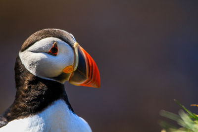 Close-up of bird