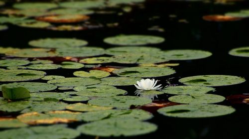 Close-up of lotus water lily in pond