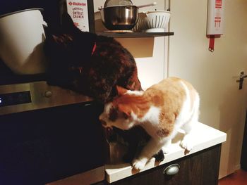 View of a dog on cat at home