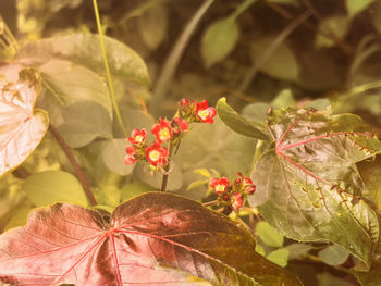 leaf