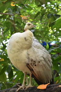 Low angle view of bird perching on tree