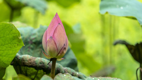 Close-up of pink flower bud growing outdoors