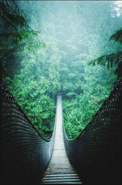 tree, forest, plant, the way forward, direction, nature, bridge, connection, day, land, beauty in nature, green color, growth, rope bridge, foliage, architecture, footbridge, no people, tranquility, scenics - nature, outdoors, bridge - man made structure, diminishing perspective