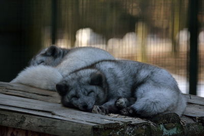 Close-up of cat sleeping on wood