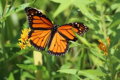 Monarch butterfly