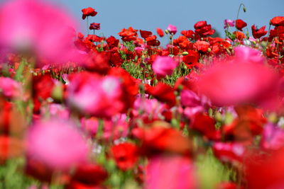 Close-up of red flowering plants