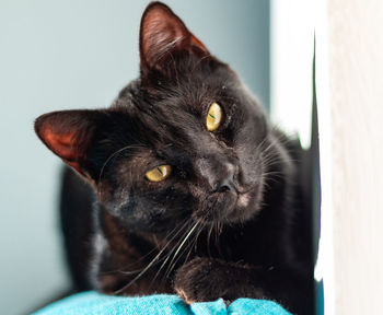 Close-up of black cat looking at camera with curiosity 