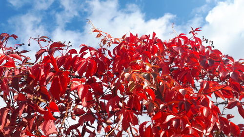 Low angle view of red flowering plants against sky