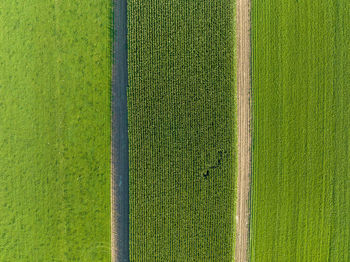 Full frame shot of agricultural field