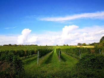 Scenic view of vineyard against sky
