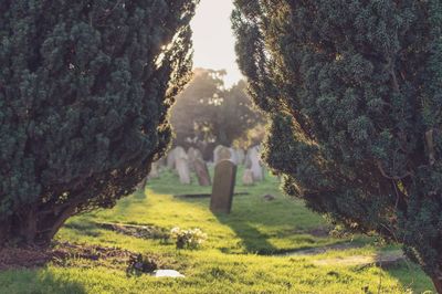 Tombstones in cemetery