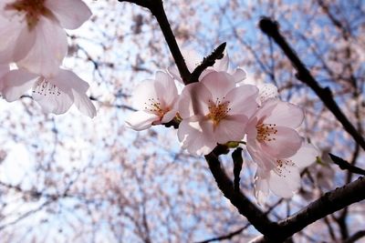 Low angle view of cherry blossom tree