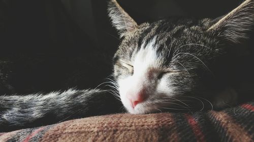 Close-up of cat sleeping