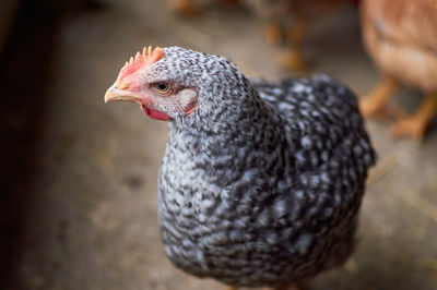 Close-up of a duck