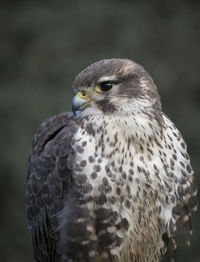 Close-up portrait of eagle