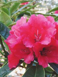 Close-up of pink flower