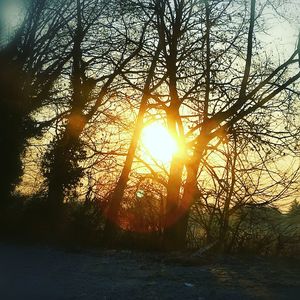 Sun shining through trees during sunset